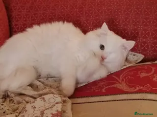 Mixed Breed cats MIX TURKISH BONDED BOYS LUKI(White) JUNO NEUTERED - Advert 1