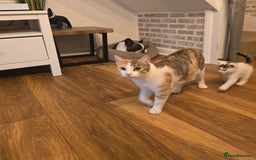 Mixed Breed cats for sale: SweetPlayfulKitten–Socialised with Dog 😻 - Image 2