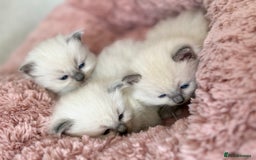 Ragdoll cats for sale: Stunning Bluepoint Ragdoll Kittens for sale - Image 7