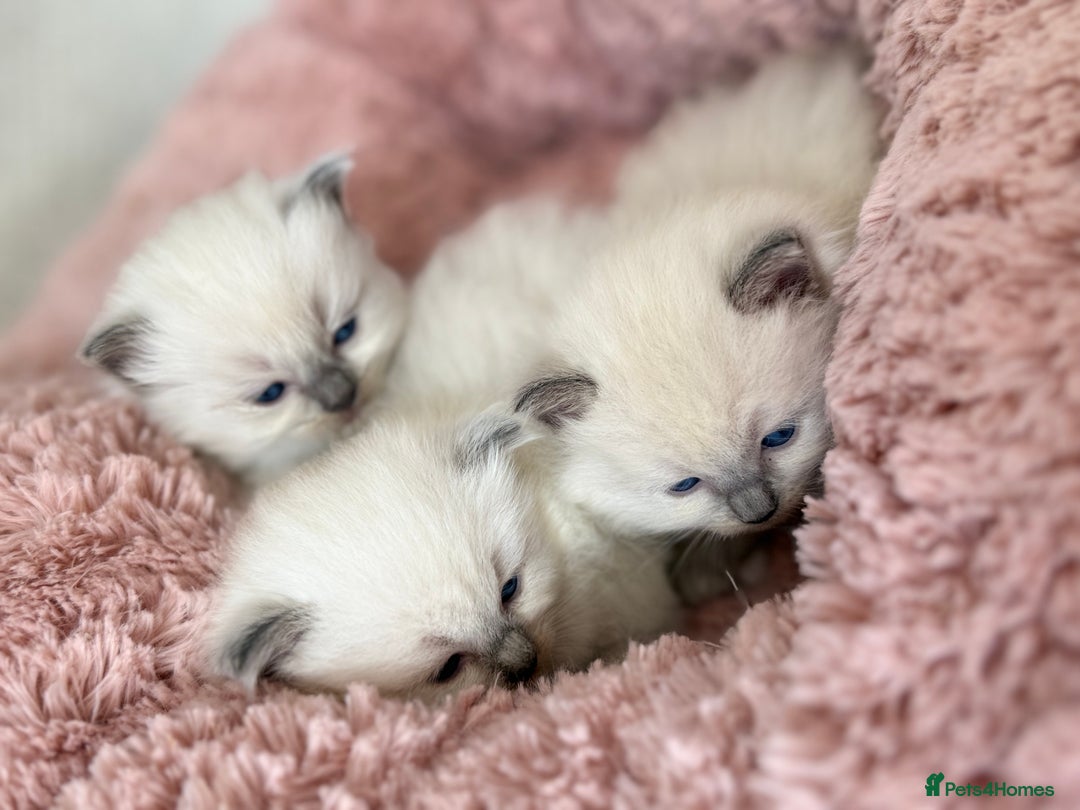 Ragdoll cats for sale: Stunning Bluepoint Ragdoll Kittens for sale - Image 7