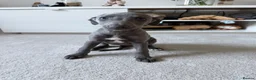 Whippet dogs for sale: I BEAUTIFUL GIRL LEFT READY NOW - Advert 2