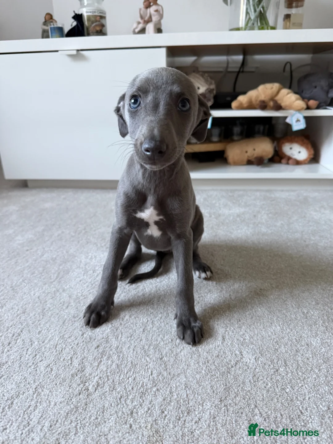 Whippet dogs for sale: I BEAUTIFUL GIRL LEFT READY NOW - Advert 2