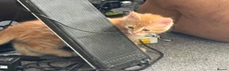 Mixed Breed cats for sale: Available Now - 2 Ginger & 1 Black Kitten - Advert 14