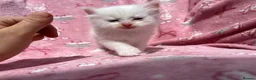 Ragdoll cats for sale: Beautiful mink & traditional ragdoll kittens  - Advert 34