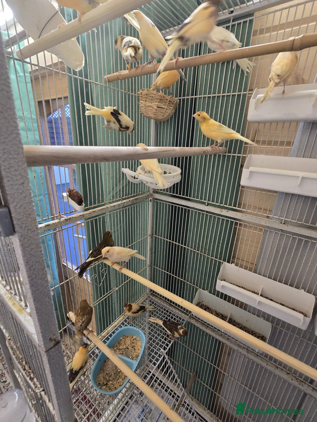 Canaries birds for sale: Beautiful healthy canaries for sale in Manchester  - Advert 13