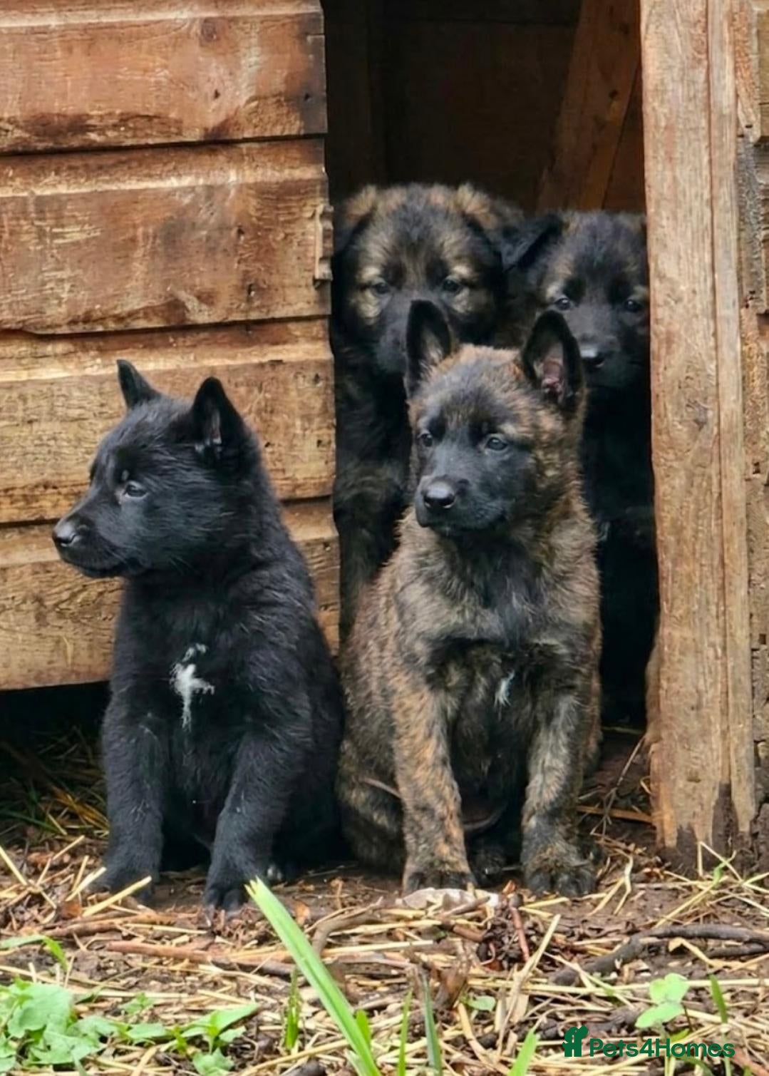 Belgian Shepherd Dog dogs 7 Gorgeous DUTCH SHEPHERD Puppies  - Advert 6