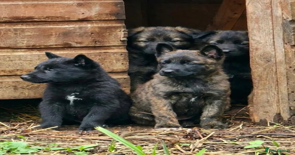 Dutch shepherd Puppies for sale | Pets4Homes