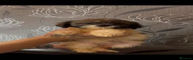Shih Tzu 2