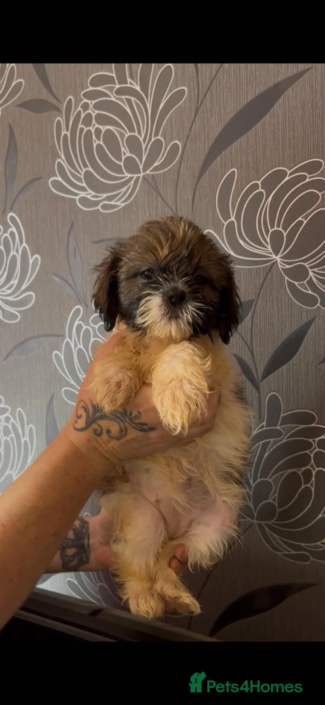 Shih Tzu dogs for sale: Stunning Shih Tzu pups  - Advert 5