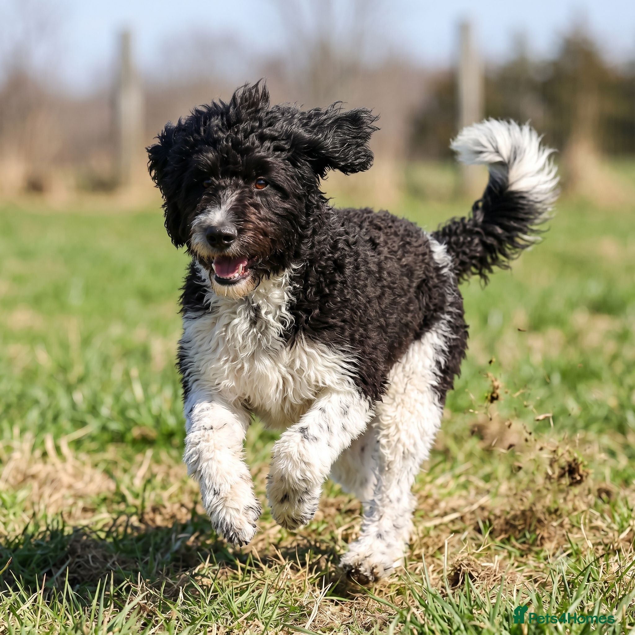 Labradoodle dogs A Better Start Fully Vaccinated Manners HomeRaised - Advert 3
