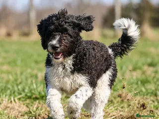 Labradoodle dogs A Better Start Fully Vaccinated Manners HomeRaised - Advert 3