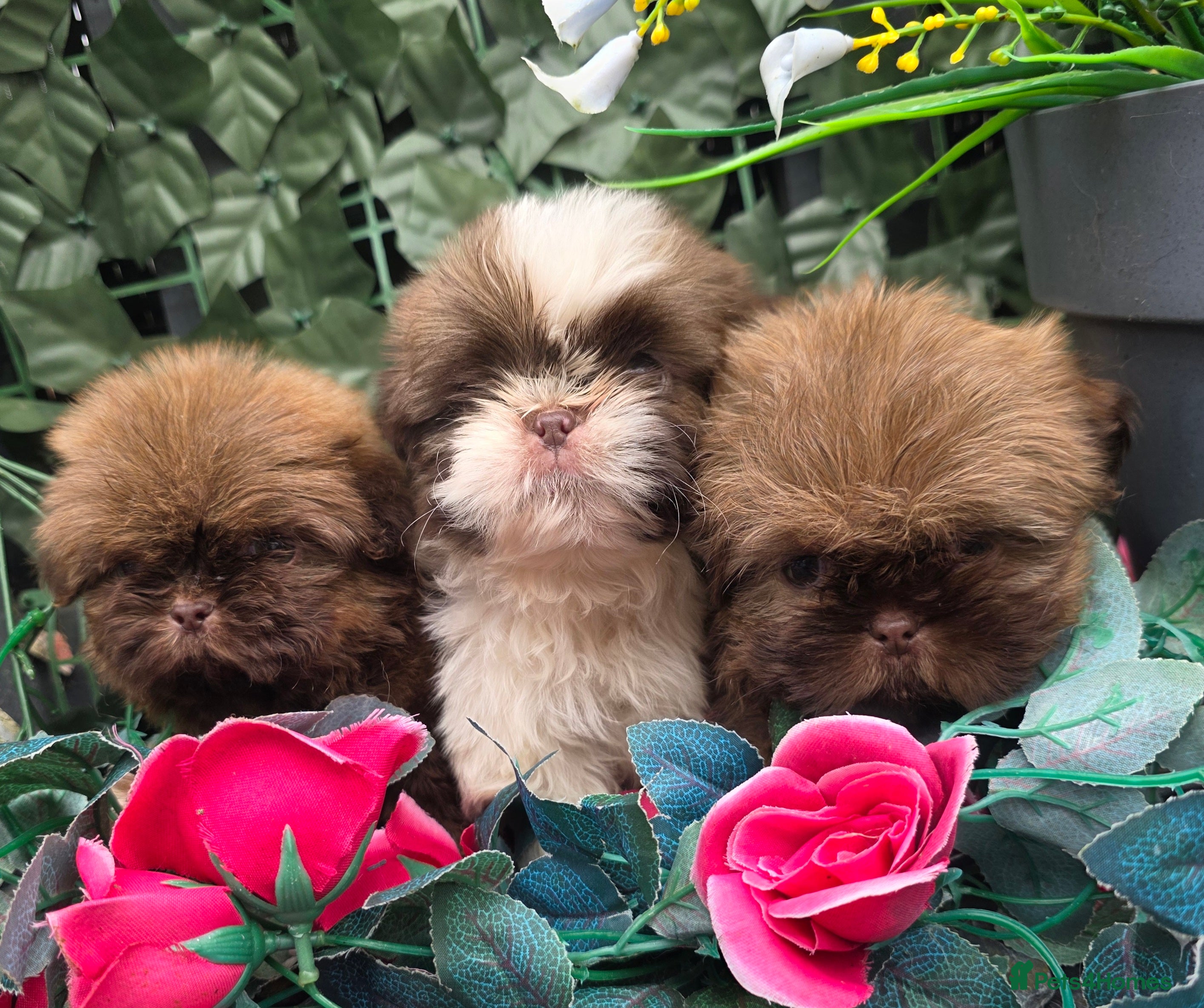 Shih Tzu dogs Beautiful Shihtzu boys chocolate sable choc parti - Advert 18