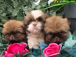 Shih Tzu dogs Beautiful Shihtzu boys chocolate sable choc parti - Advert 18