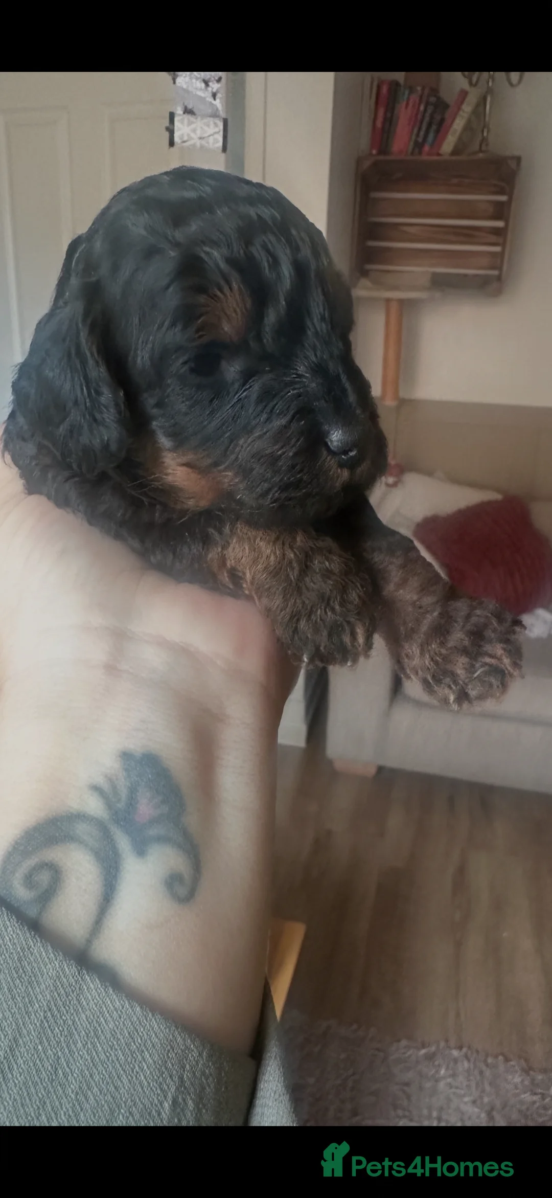 Cavapoo dogs for sale: F1B Cavapoo puppies  - Advert 7