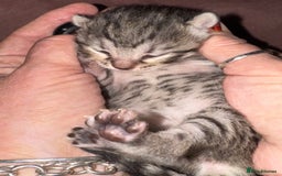 Bengal cats for sale: Beautiful Bengal Kittens - 4 boys, 1 girl - Image 8