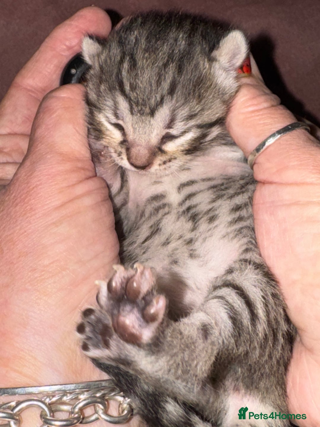 Bengal cats for sale: Beautiful Bengal Kittens - 4 boys, 1 girl - Image 8