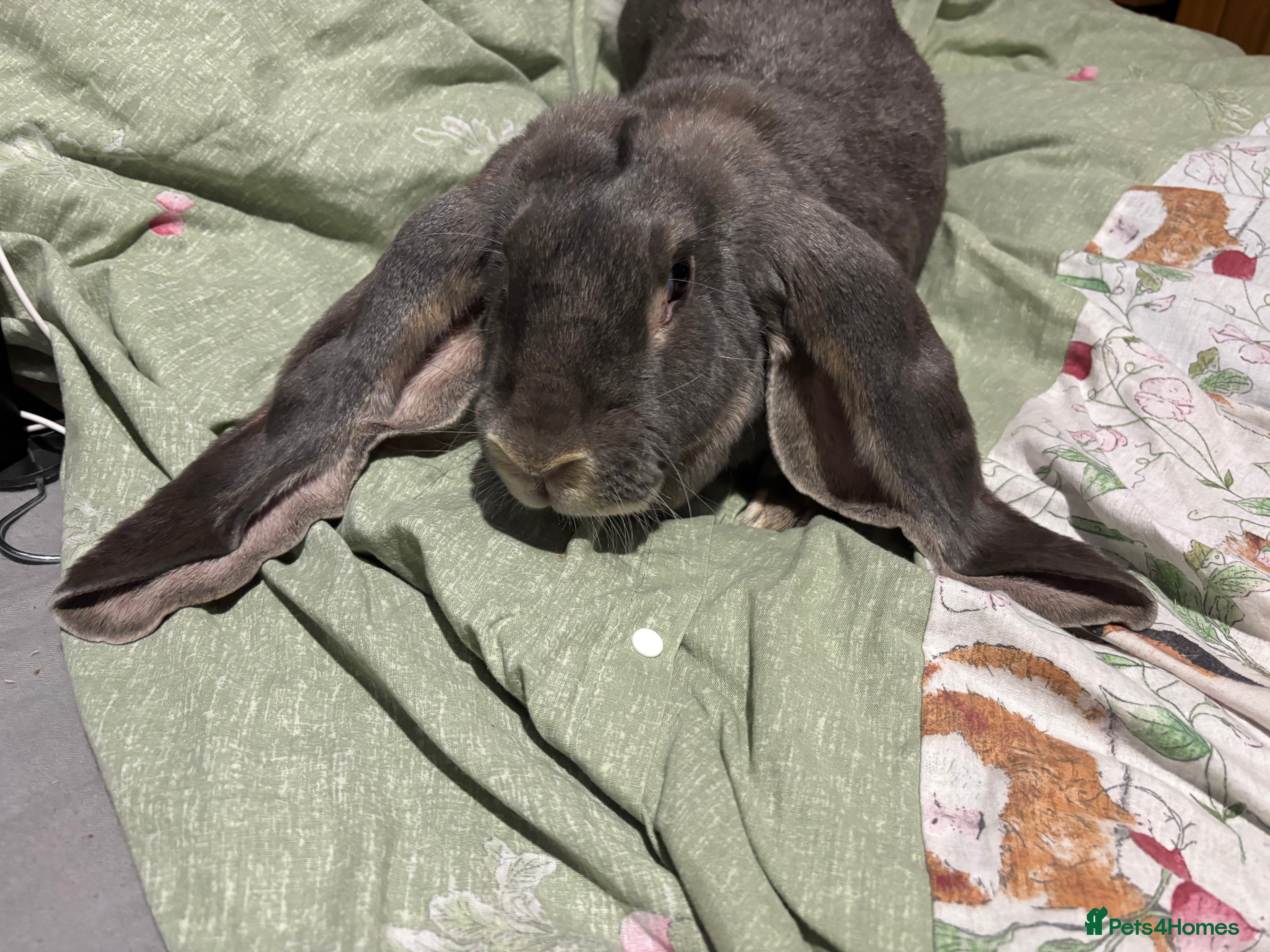 English Lop rabbits Female English lops  - Advert 1