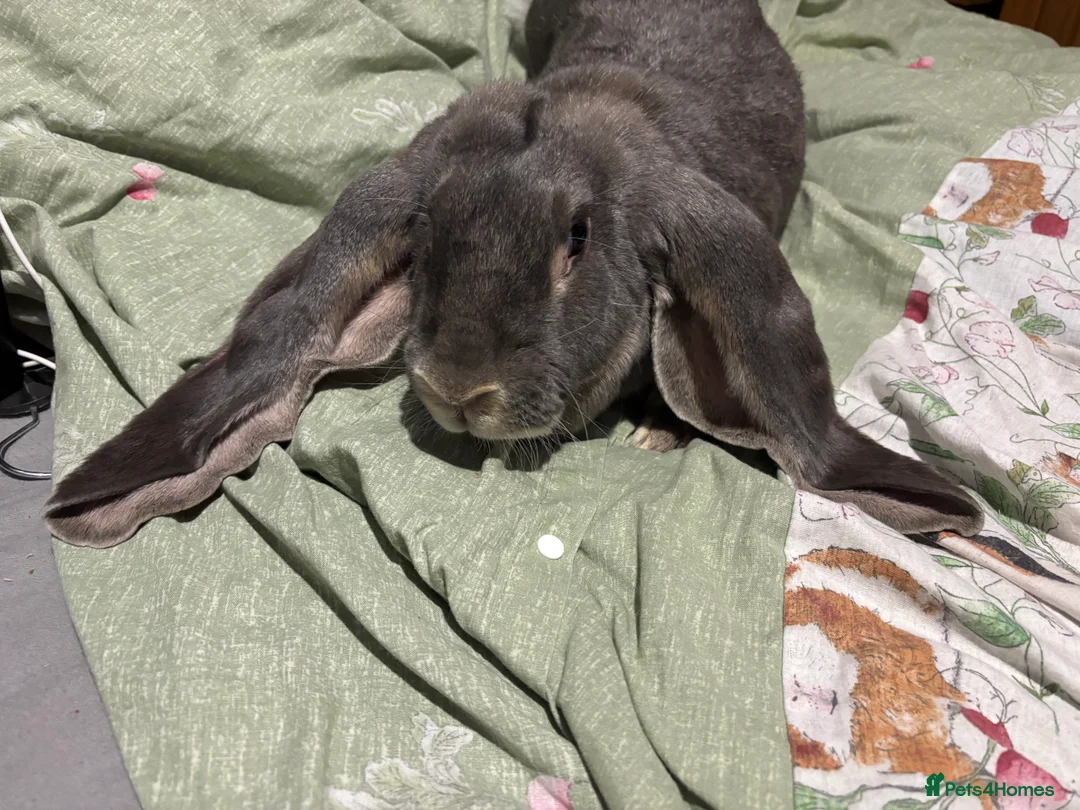 English Lop rabbits for sale: Female English lops  - Advert 1
