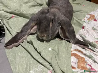 English Lop rabbits Female English lops - Advert 1