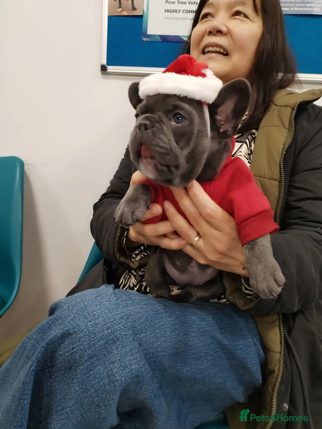 French Bulldog dogs for sale: French bulldog female blue colour - Advert 18