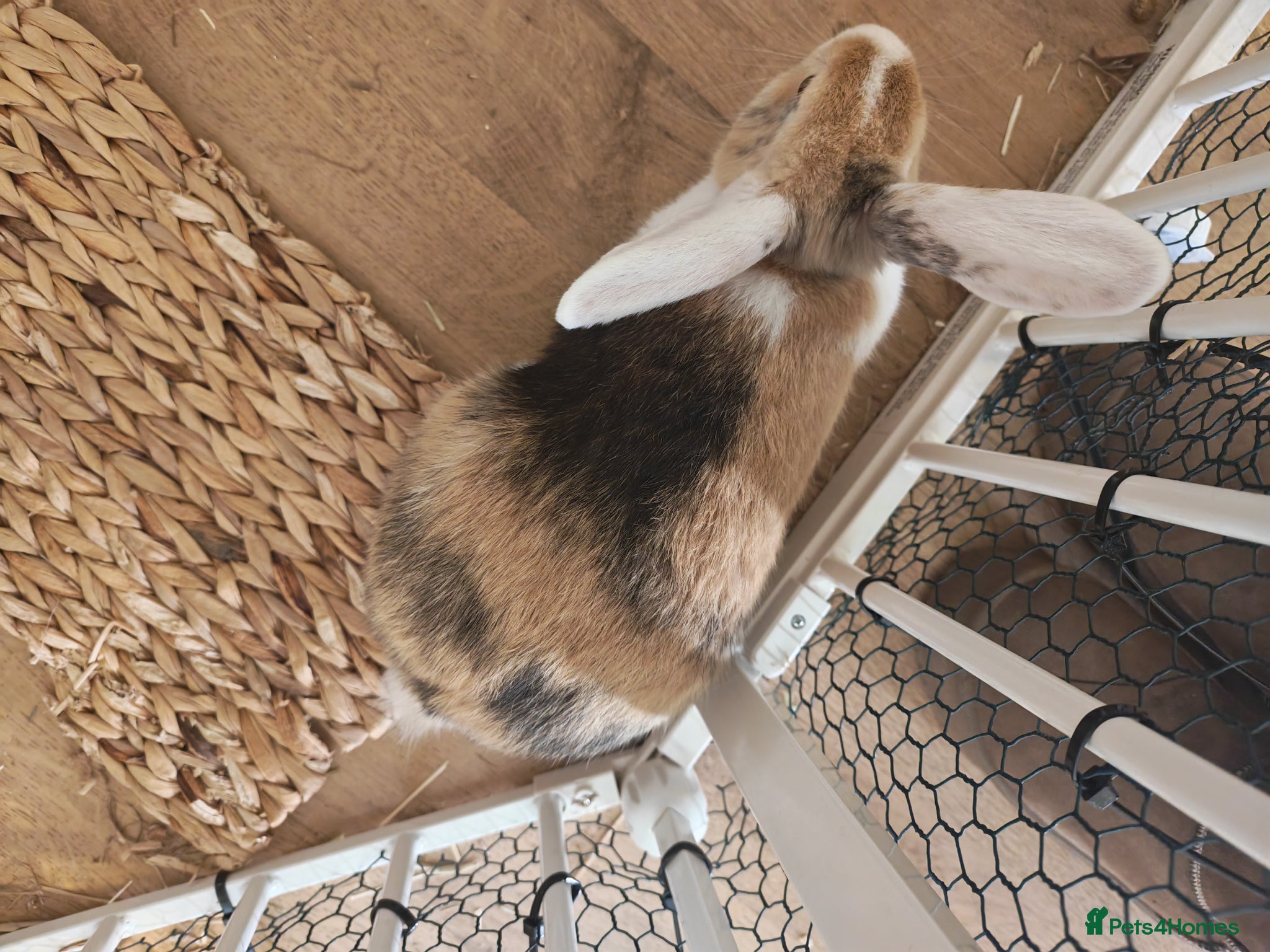 Mixed Breed rabbits Baby bunny for sale - Advert 13