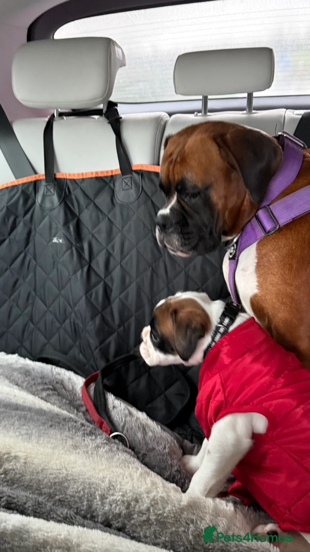 Boxer dogs for sale: Stunning White boy. - Advert 28