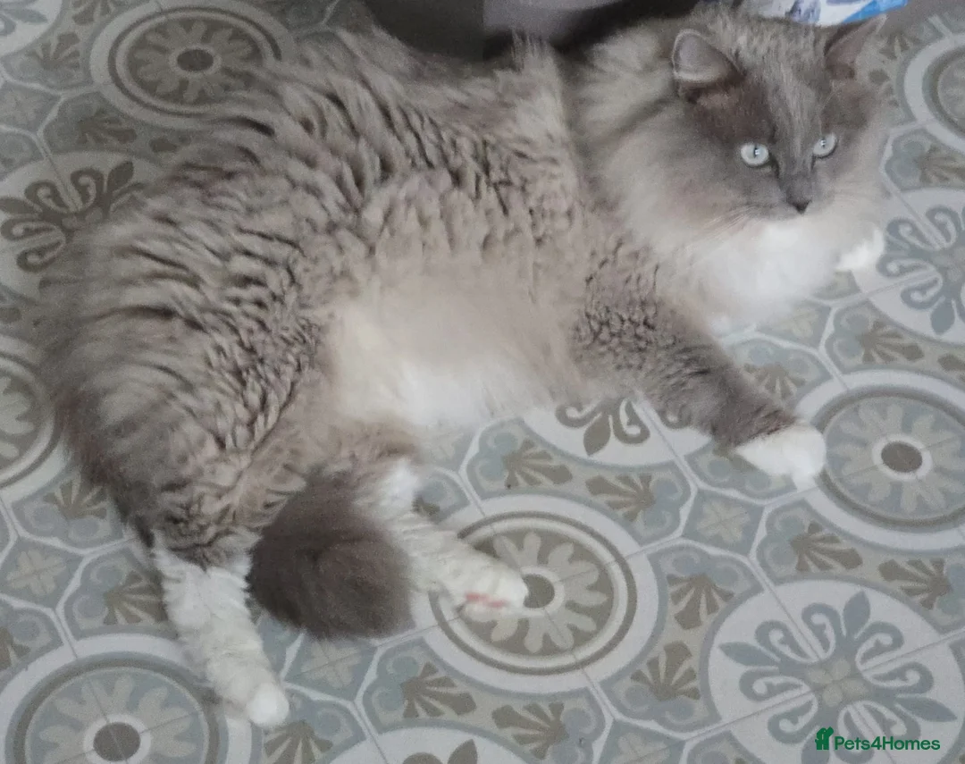 Ragdoll cats for sale: Blue mink / cherubim boy. TICA Active - Advert 2