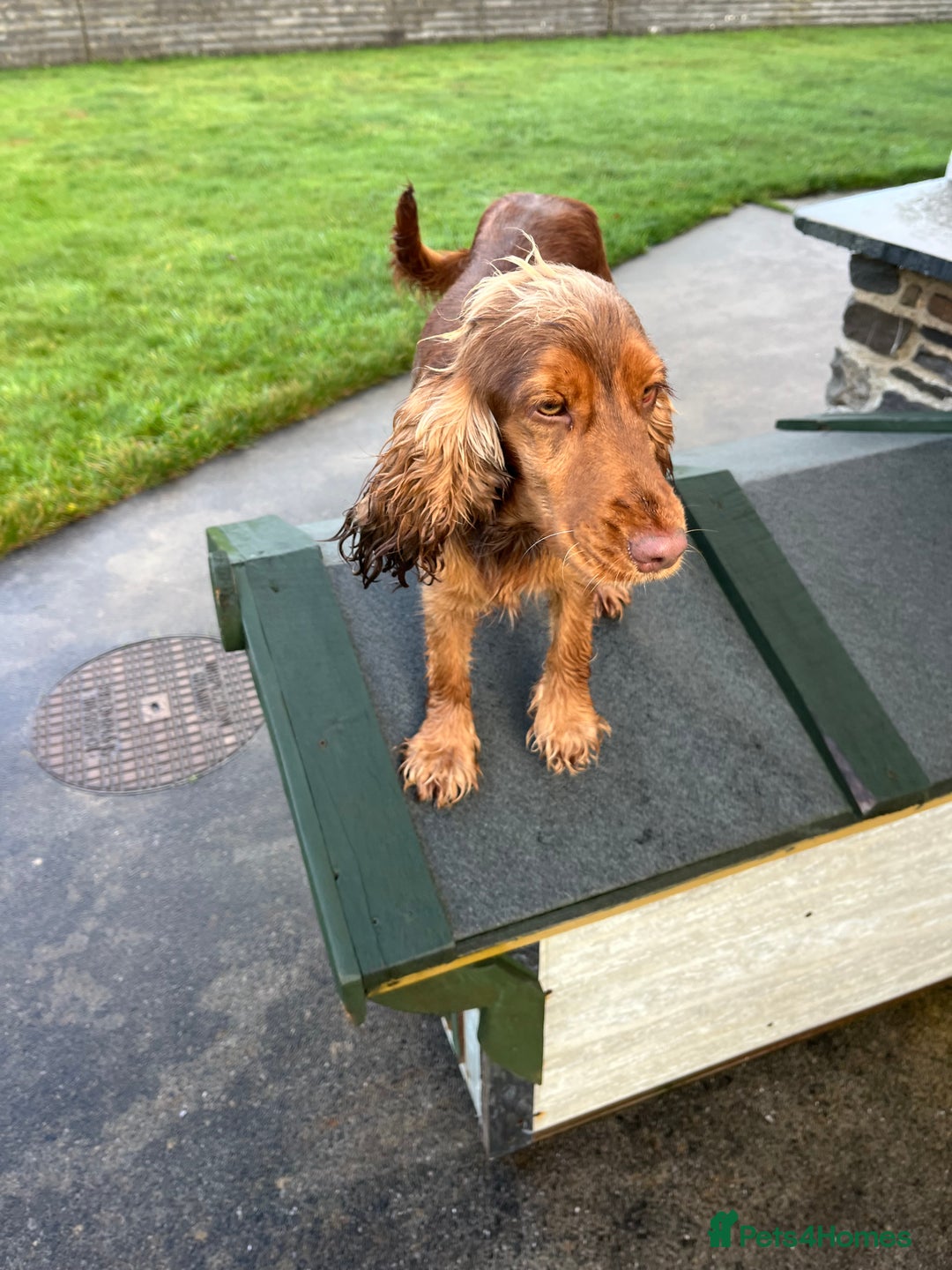 Cocker Spaniel dogs for sale: Health tested KC reg low co eff show type cockers - Advert 6