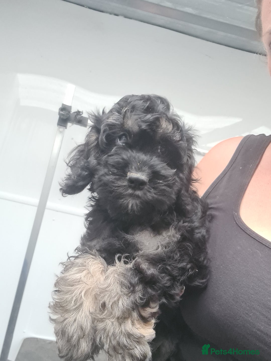 Cockapoo dogs for sale: Beautiful F1 Cockapoos- Ready Now  - Image 4