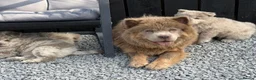 Chow Chow dogs for sale: Exotic colour male chow chow puppies for sale  - Advert 19