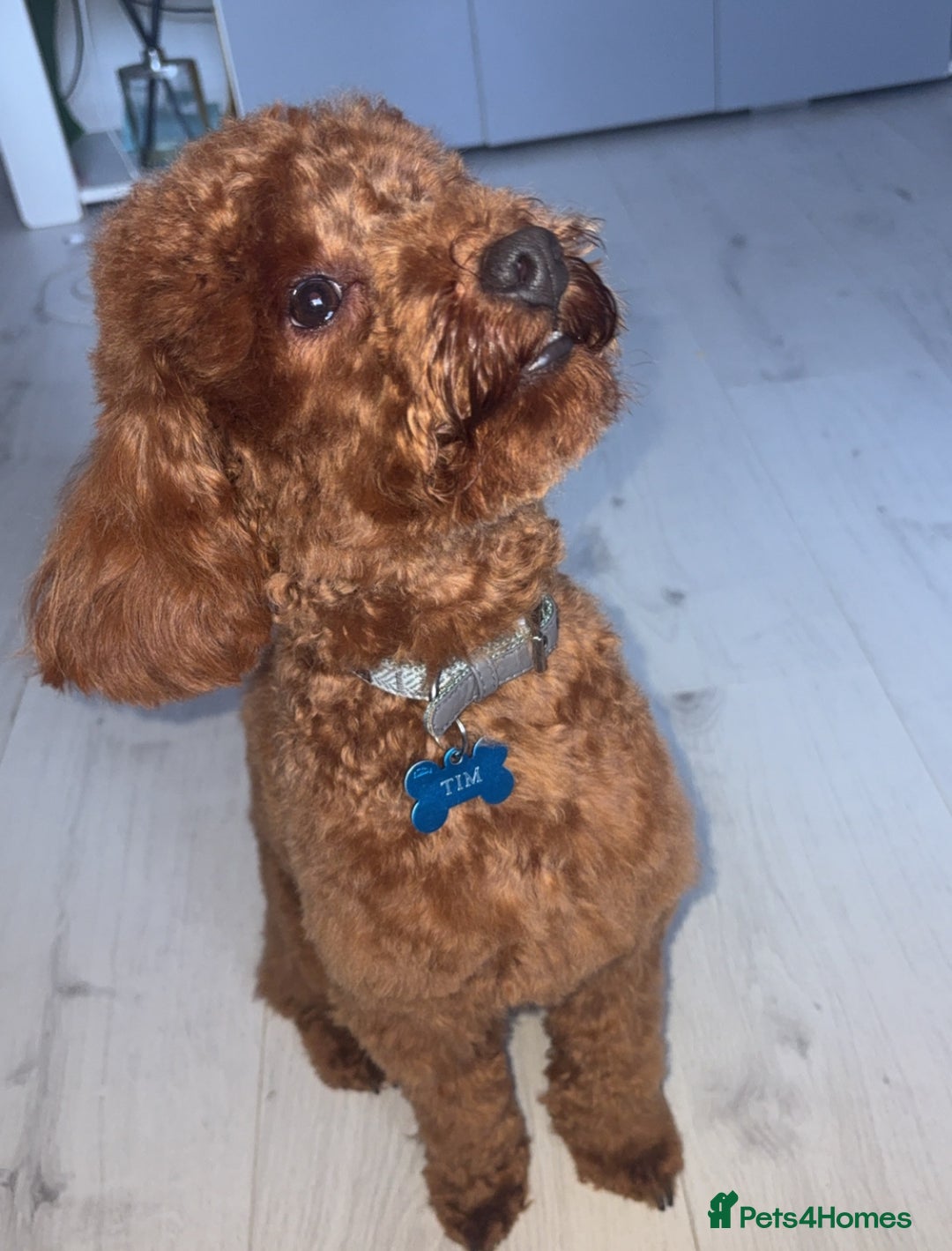 Cockapoo dogs for stud: Toy Cockapoo - Advert 2