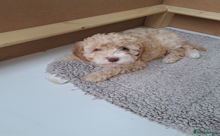 Cavapoo dogs - Advert 7