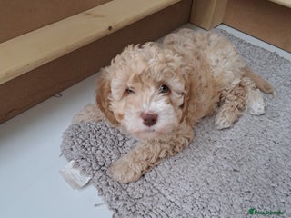 Cavapoo dogs 2 Gorgeous Cavapoo girl puppies. Ready Now - Advert 15