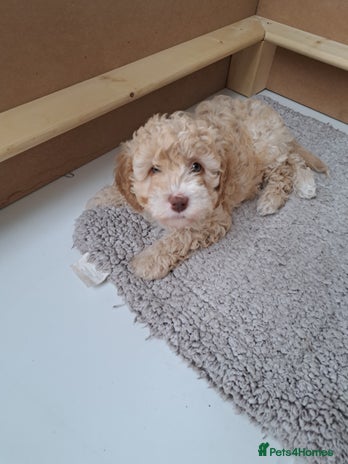 Cavapoo dogs - Advert 7