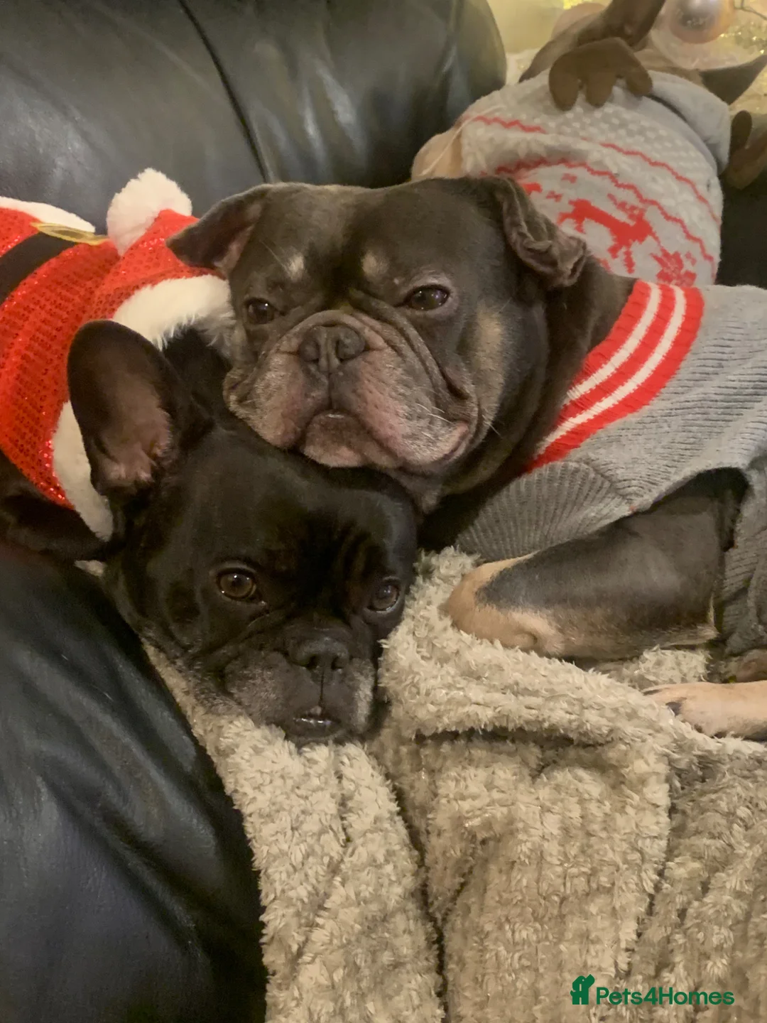 French Bulldog dogs for sale: French bulldog puppies  - Advert 32