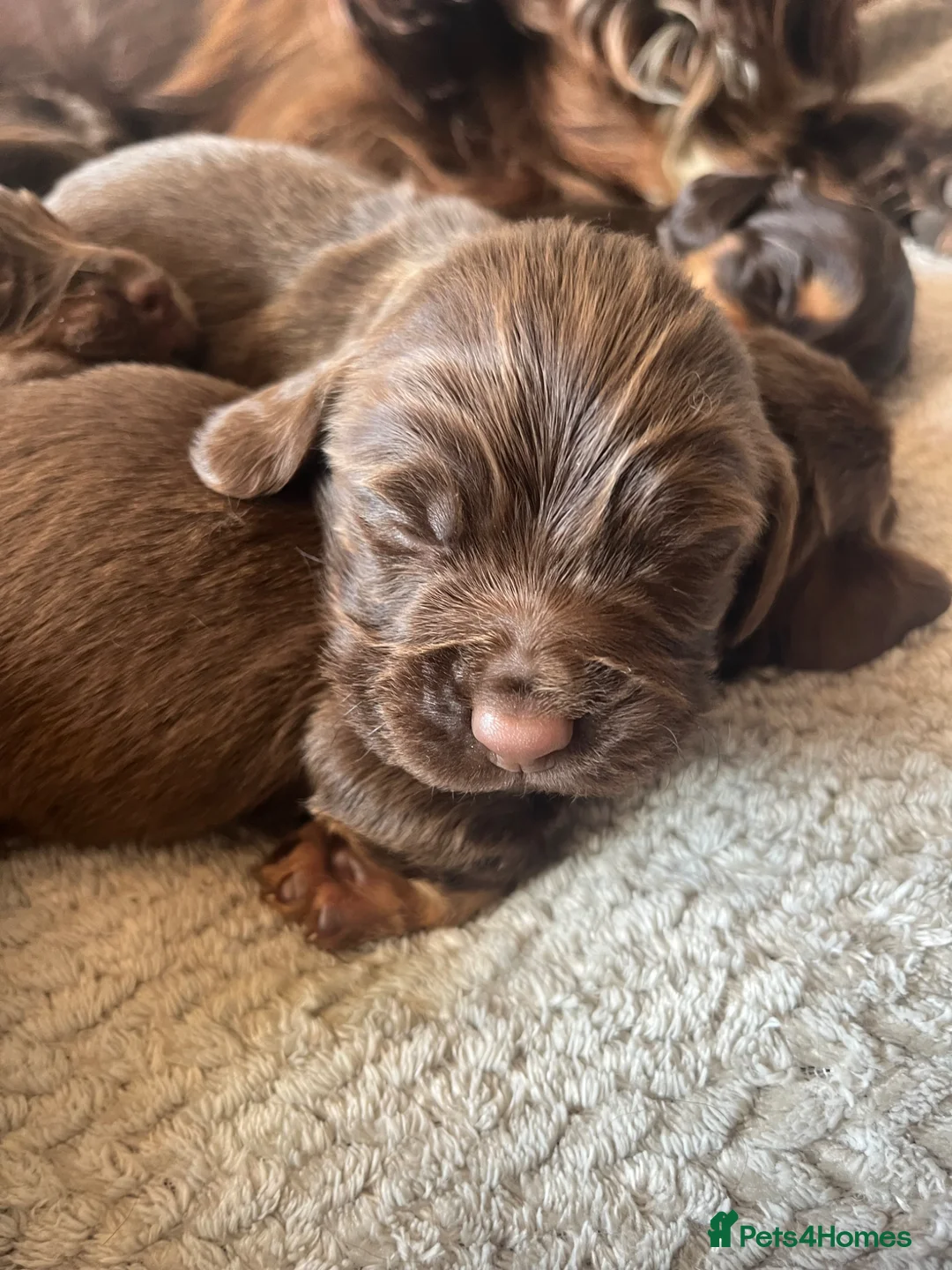 Cocker Spaniel dogs for sale: EXTENSIVELY HEALTH TESTED COCKER SPANIEL PUPPIES  - Advert 2