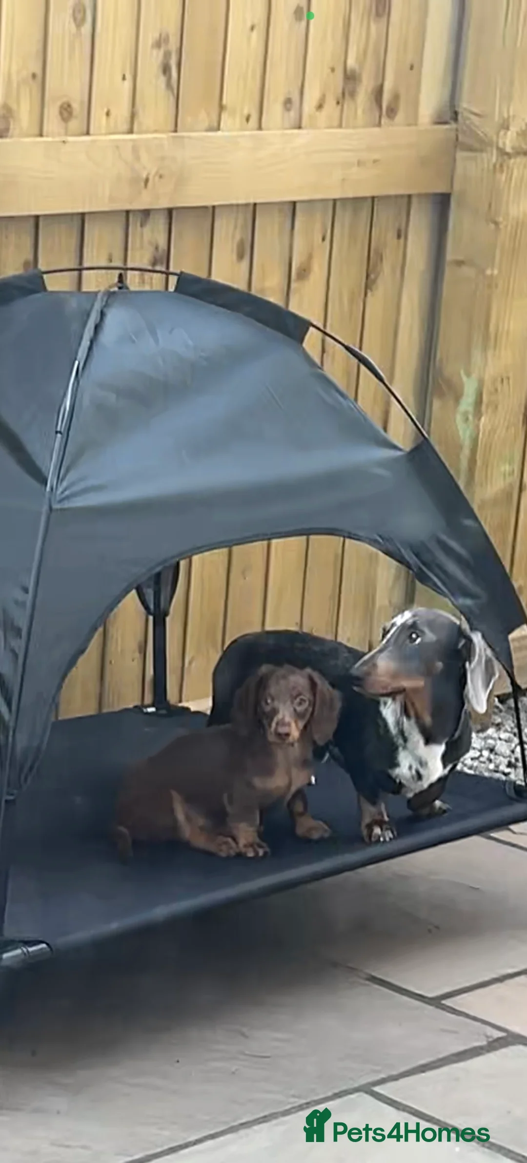 Dachshund dogs for stud: Miniature Daschund for Stud in York - Advert 12