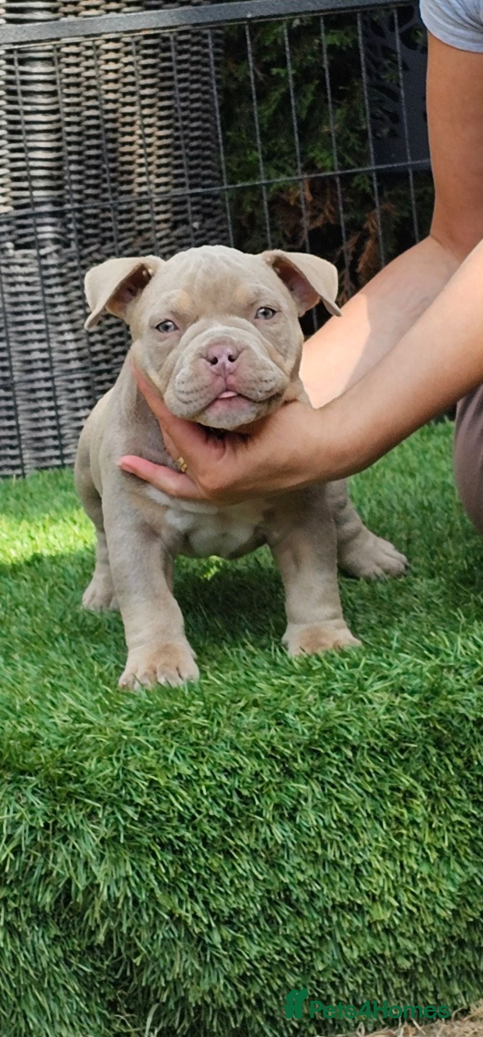 American Bully dogs Cowboyline pocket bullies (9 weeks old) - Advert 2
