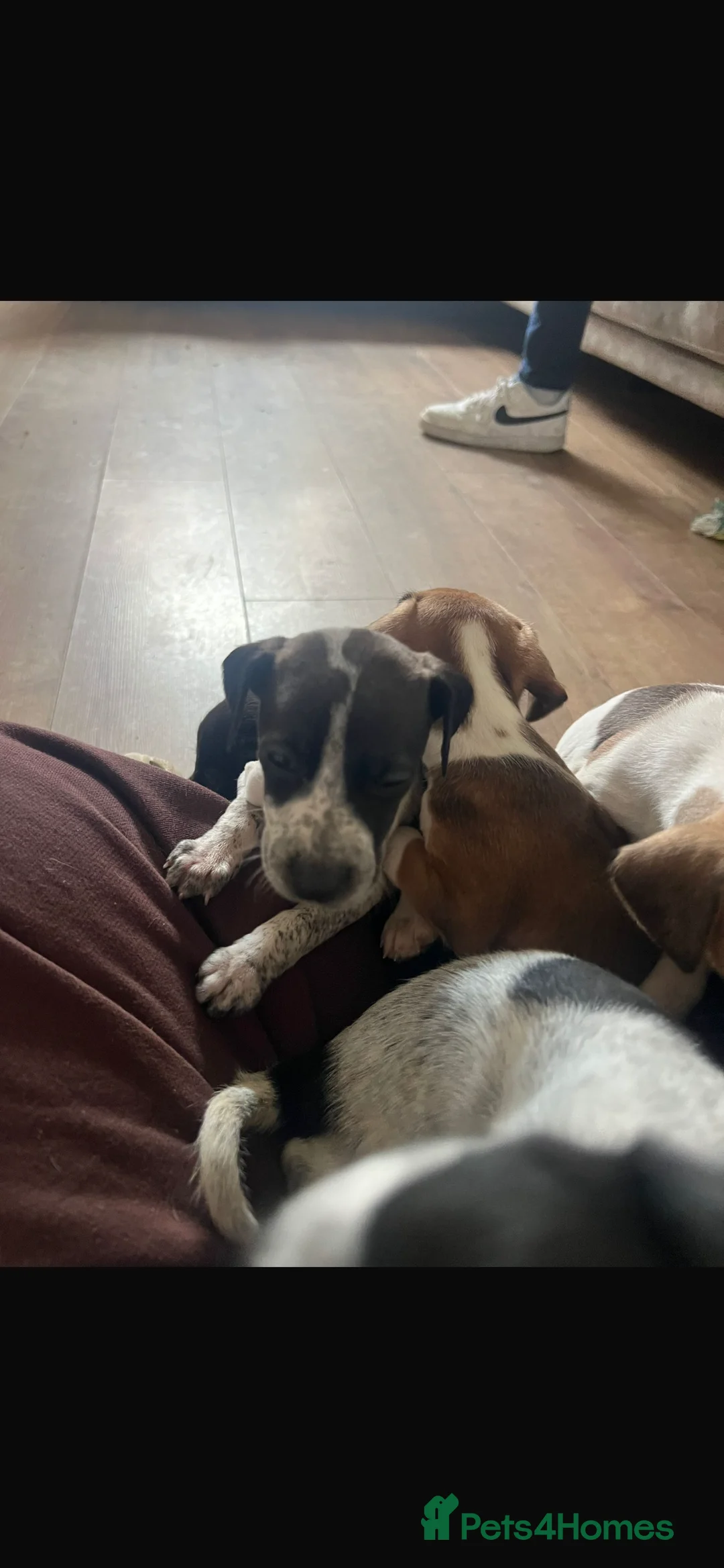 Mixed Breed dogs for sale: Vizsla X Whippet puppies - Advert 2