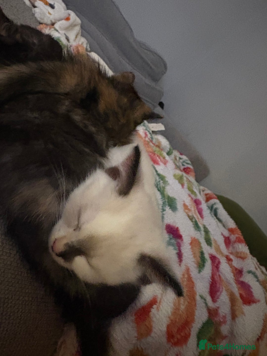 RagaMuffin cats for sale: Beautiful Ragamuffin Kittens Ready December 24th   - Advert 19