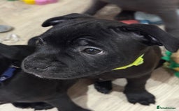 Staffordshire Bull Terrier dogs for sale: Stunning Staffordshire Bull Terrier pups   in Farnborough - Image 16