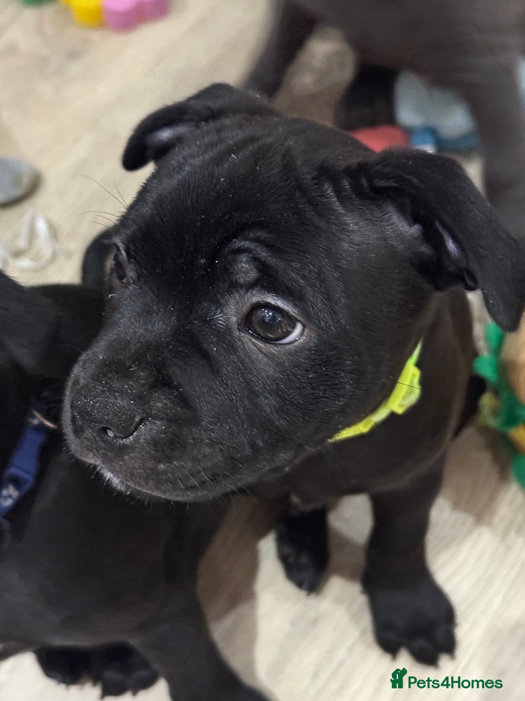 Staffordshire Bull Terrier dogs for sale: Stunning Staffordshire Bull Terrier pups   in Farnborough - Image 16