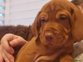 Hungarian Vizsla dogs KC Hun.Vizsla Puppies - Advert 5