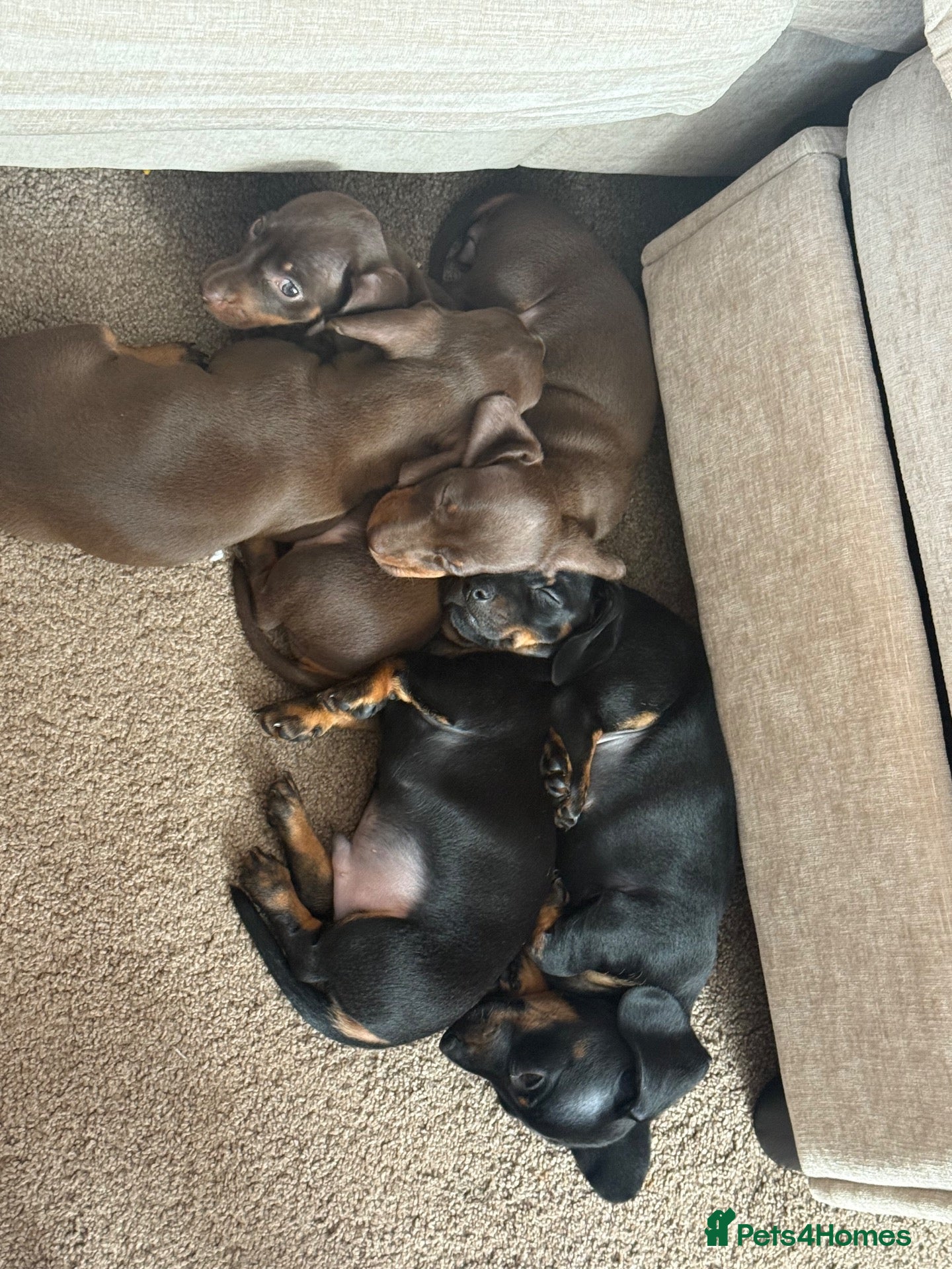 Miniature Dachshund dogs Dachshund mini puppies  - Advert 2