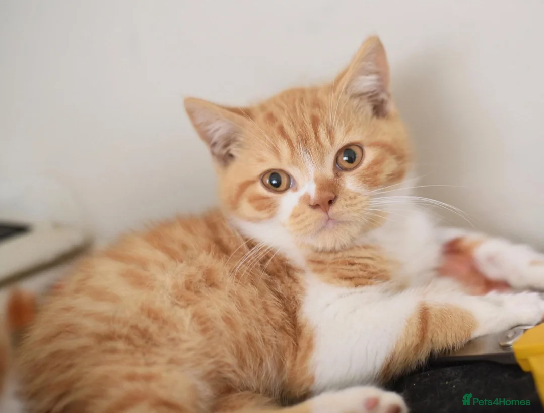 British Shorthair cats for sale: British shorthair kittens  - Advert 1