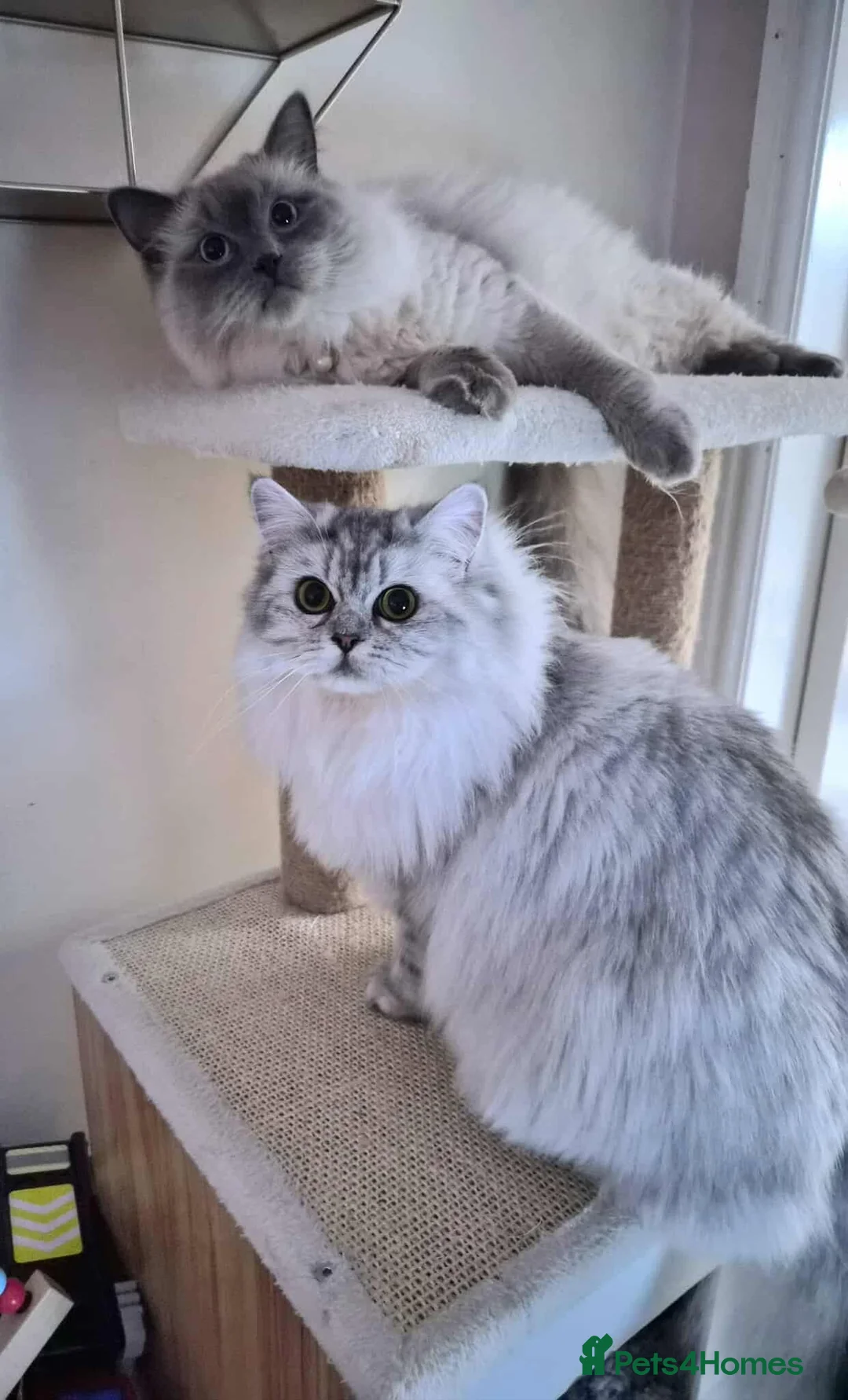 Mixed Breed cats for sale: Mainecoon kitten - Advert 9