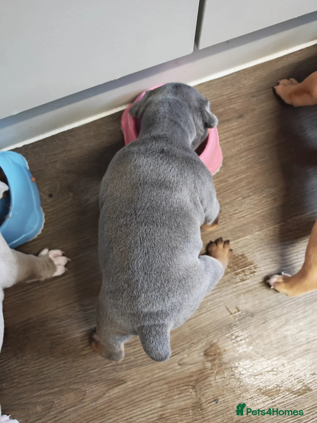 Dorset Olde Tyme Bulldogge dogs for sale: Old tyme bulldog puppies  in Farnborough - Advert 2