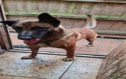 Belgian Shepherd Dog dogs for adoption: Caesar is looking for his forever home! - Image 5