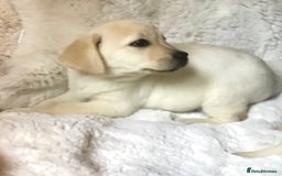 Labrador Retriever dogs for sale: Golden Labrador pups Ready Now - Image 10