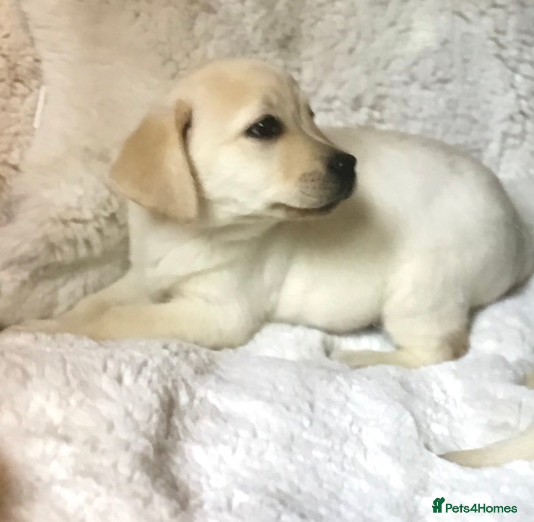Labrador Retriever dogs for sale: Golden Labrador pups Ready Now - Image 10